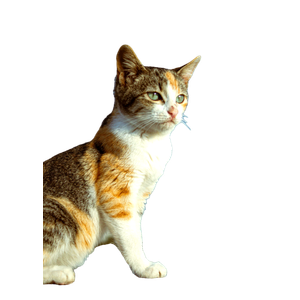 Related cat image: A Calico Cat Sits Majestically Outdoors Under A Blue Sky, Showcasing Its Vibrant Fur Colors. 17979